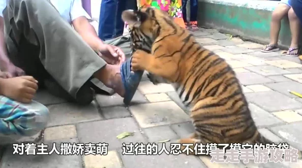 4虎换哪个网名了？这引发了网友们的热议，大家纷纷猜测他们的新身份和背后的故事