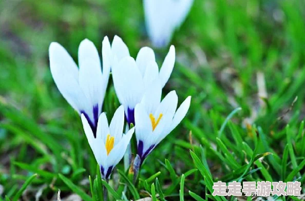 免费大片a一级一级观看正能量影视作品提升自我修养 免费大片a一级一级观看正能量影视作品提升自我修养