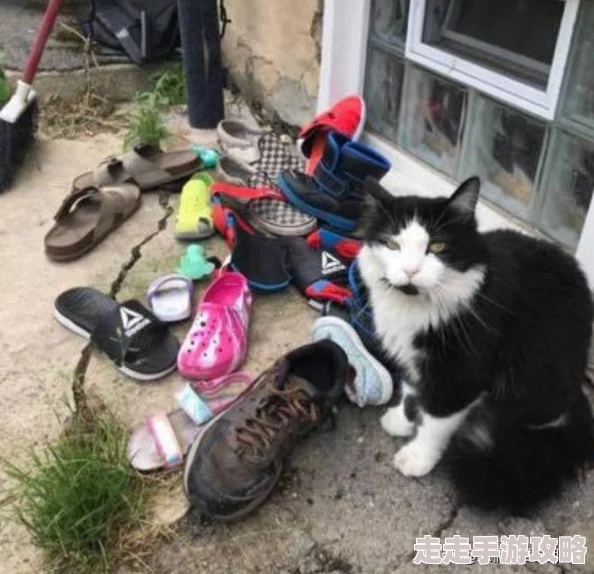 高效猫咪和汤前期快速赚钱秘诀：详尽攻略大分享